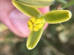 Albuca fragrans