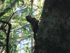 Xiphocolaptes albicollis