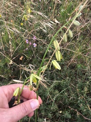 Albuca fragrans