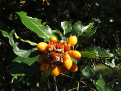 Pittosporum ferrugineum