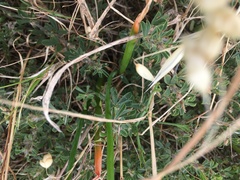 Albuca fragrans