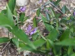 Polygala japonica