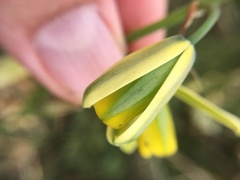Albuca fragrans