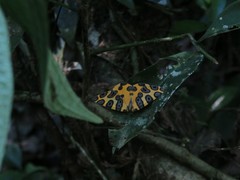 Pantherodes pardalaria