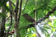 Schiffornis virescens