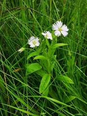 Stellaria radians