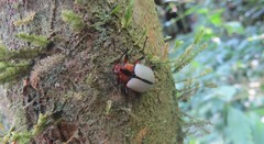 Poecilesthus suturalis