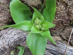 Satyrium pumilum