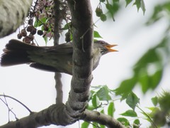 Turdus subalaris