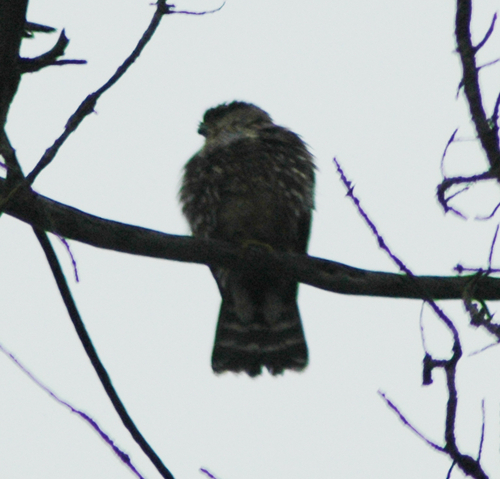 iNaturalist observation photo of Merlin