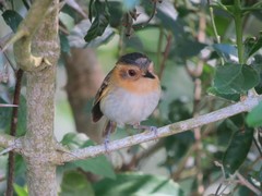 Poecilotriccus plumbeiceps