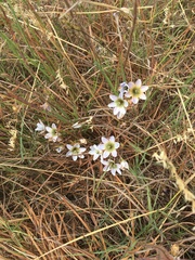 Ixia monadelpha
