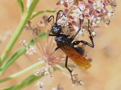 Thisbe's Tarantula-hawk Wasp