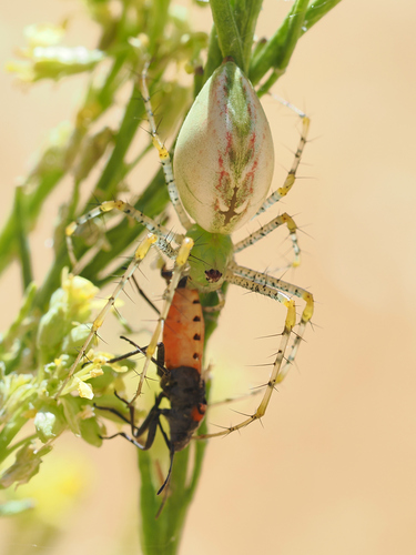 Green lynx spider