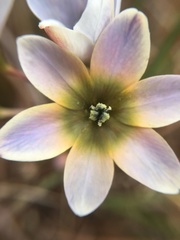 Ixia monadelpha