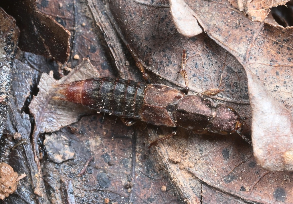 Platydracus impotens