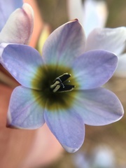 Ixia monadelpha
