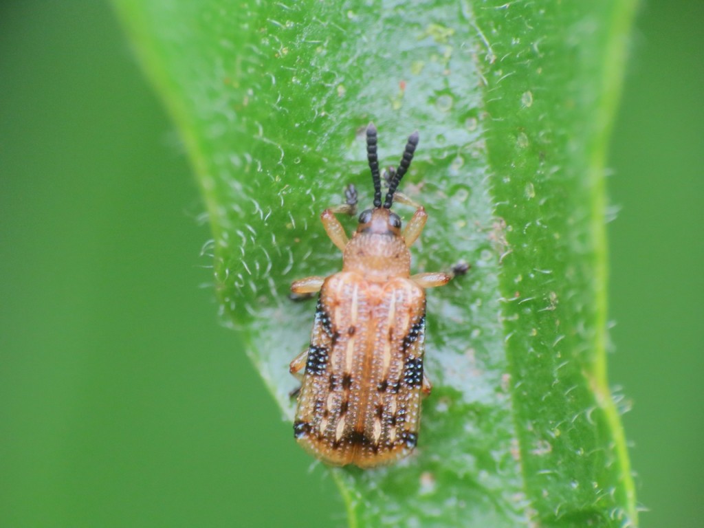 Sumitrosis signifera