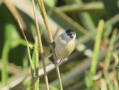 Sporophila pileata