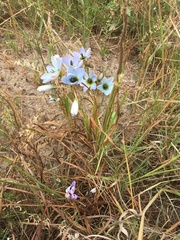 Ixia monadelpha