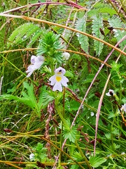 Euphrasia maximowiczii
