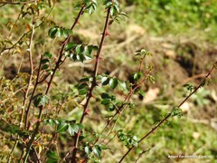 Rosa pouzinii