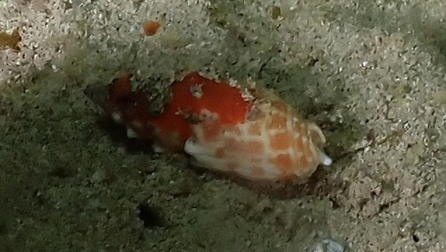 Mitra stictica observed 2025-09-07