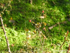Rosa pouzinii