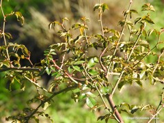 Rosa pouzinii