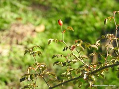 Rosa pouzinii