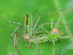Lyssomanes pauper