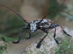 Steirastoma marmoratum