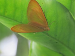 Eubaphe
