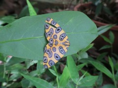 Pantherodes pardalaria