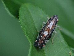 Diedrocephala