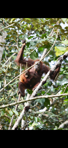 Bornean orangutan