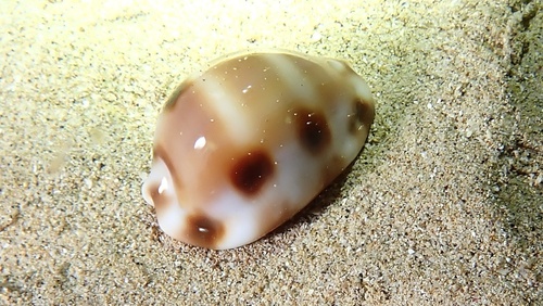 Cypraea tessellata observed 2025-09-07