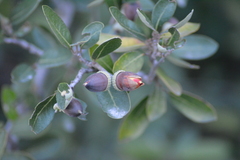 Quercus saltillensis