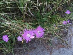 Dianthus longicalyx
