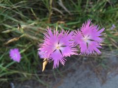 Dianthus longicalyx