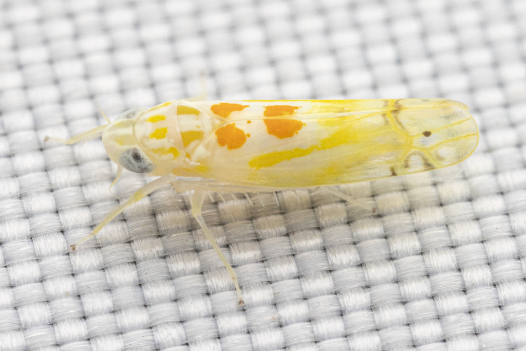 Sycamore Leafhopper