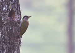 Picus xanthopygaeus