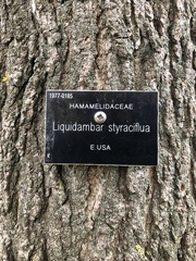 Liquidambar styraciflua