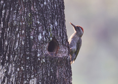 Picus xanthopygaeus