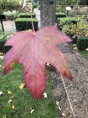 Liquidambar styraciflua