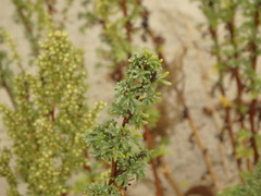 Artemisia campestris maritima