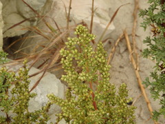 Artemisia campestris maritima