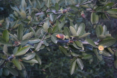 Quercus saltillensis