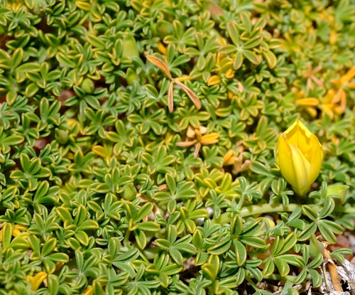 Lotononis benthamiana