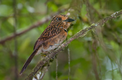 Crescent-Chested Puffbird photo 3